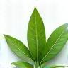 Entretien moquette écologique à Lyon - suppression des allergènes